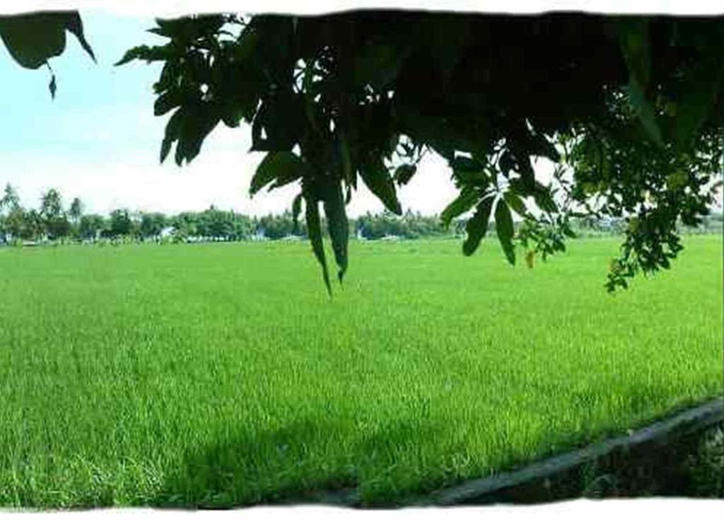 ホテル Sawah Lovina エクステリア 写真