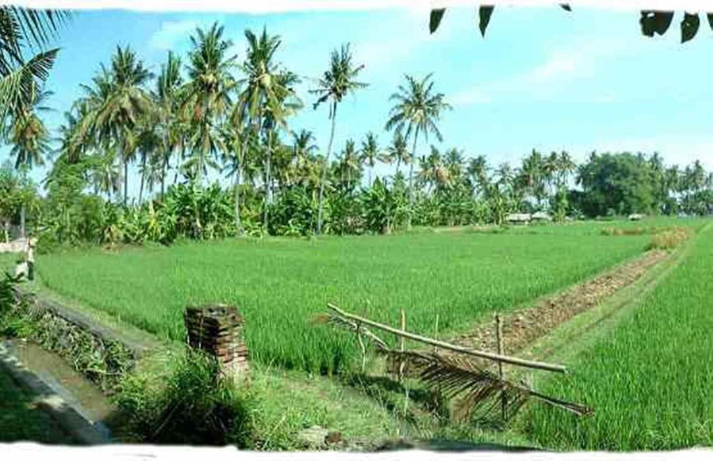 ホテル Sawah Lovina エクステリア 写真